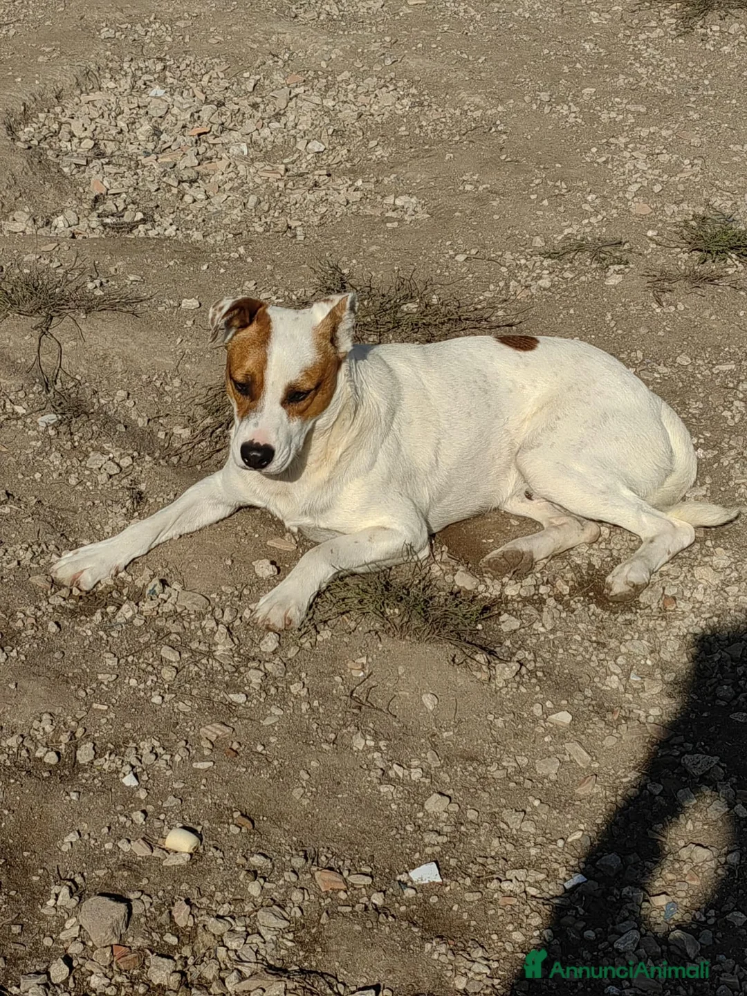 Meticcio cani in regalo: Loky: 10 mesi, taglia contenuta, socievole  - Annuncio 3