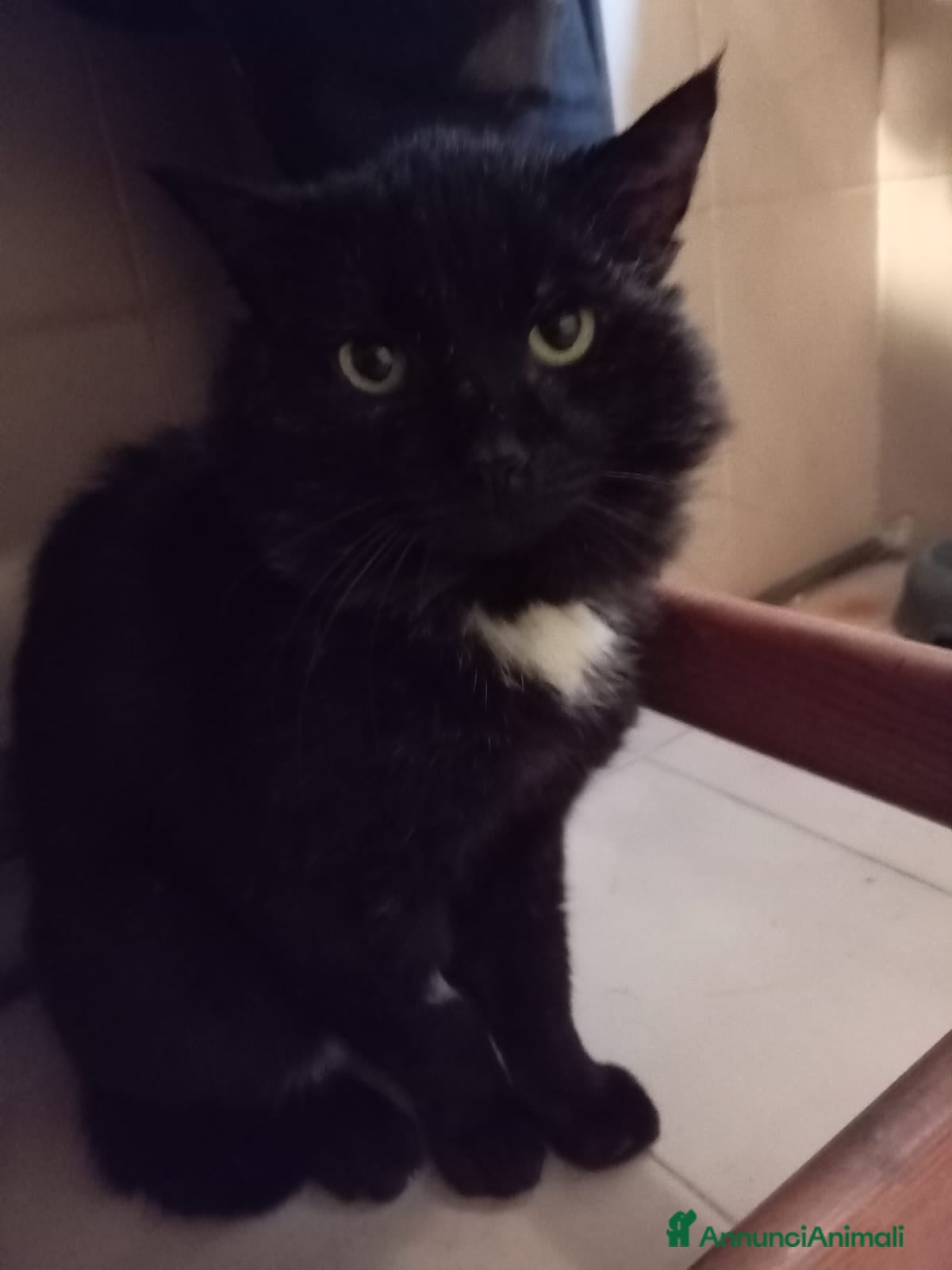 Europeo gatti ADOZIONE DEL CUORE ❤️ gatto 12 anni - Annuncio 1