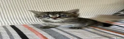 Meticcio gatti in regalo: Regalo una bellissima gattina di 1 mese circa  - Annuncio 1