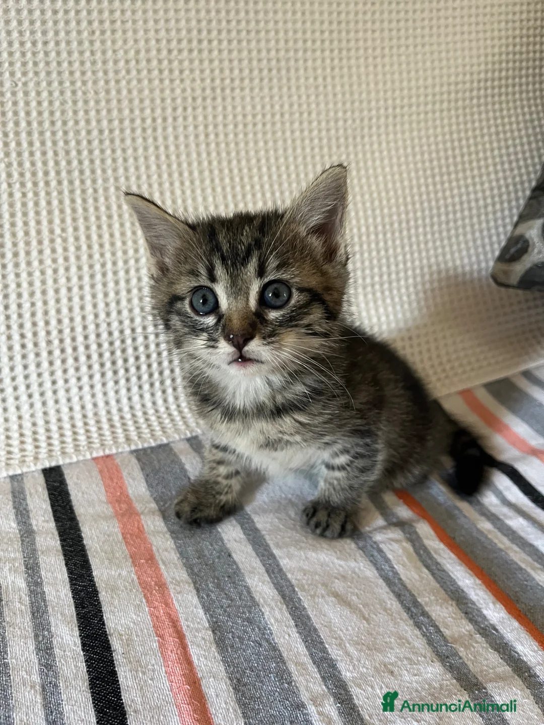 Meticcio gatti in regalo: Regalo una bellissima gattina di 1 mese circa  - Annuncio 1
