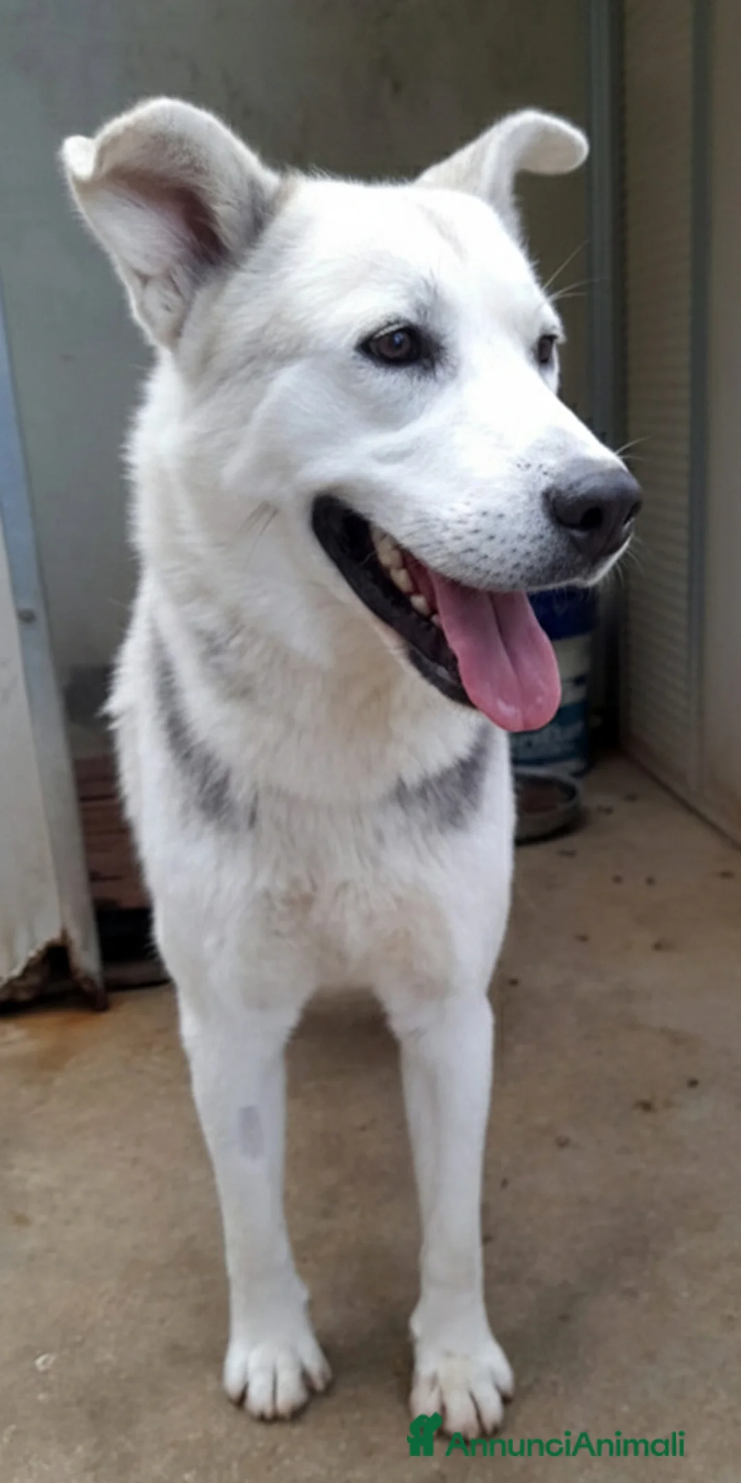 Meticcio cani in regalo: Oscar bellissimo mix husky in adozione - Annuncio 6