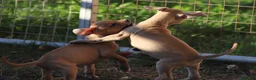 Pitbull cani in vendita: Cuccioli Pit Bull con Pedigree anche a rate - Annuncio 4