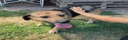 Meticcio cani in regalo: Lulù, strepitosa simil Pastore Tedesco  - Annuncio 6