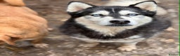 Husky cani in regalo: ECHO, fantastica SIBERIAN HUSKY dagli occhi blu! - Annuncio 8
