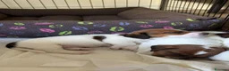 Jack Russell cani in vendita: Cuccioli di Jack Russel Terrier con pedigree ENCI - Annuncio 5
