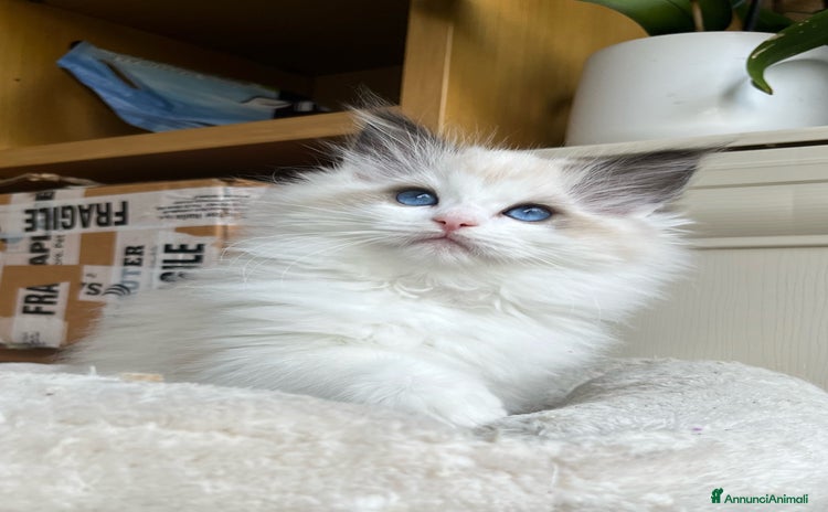 Ragdoll gatti - Annuncio 11