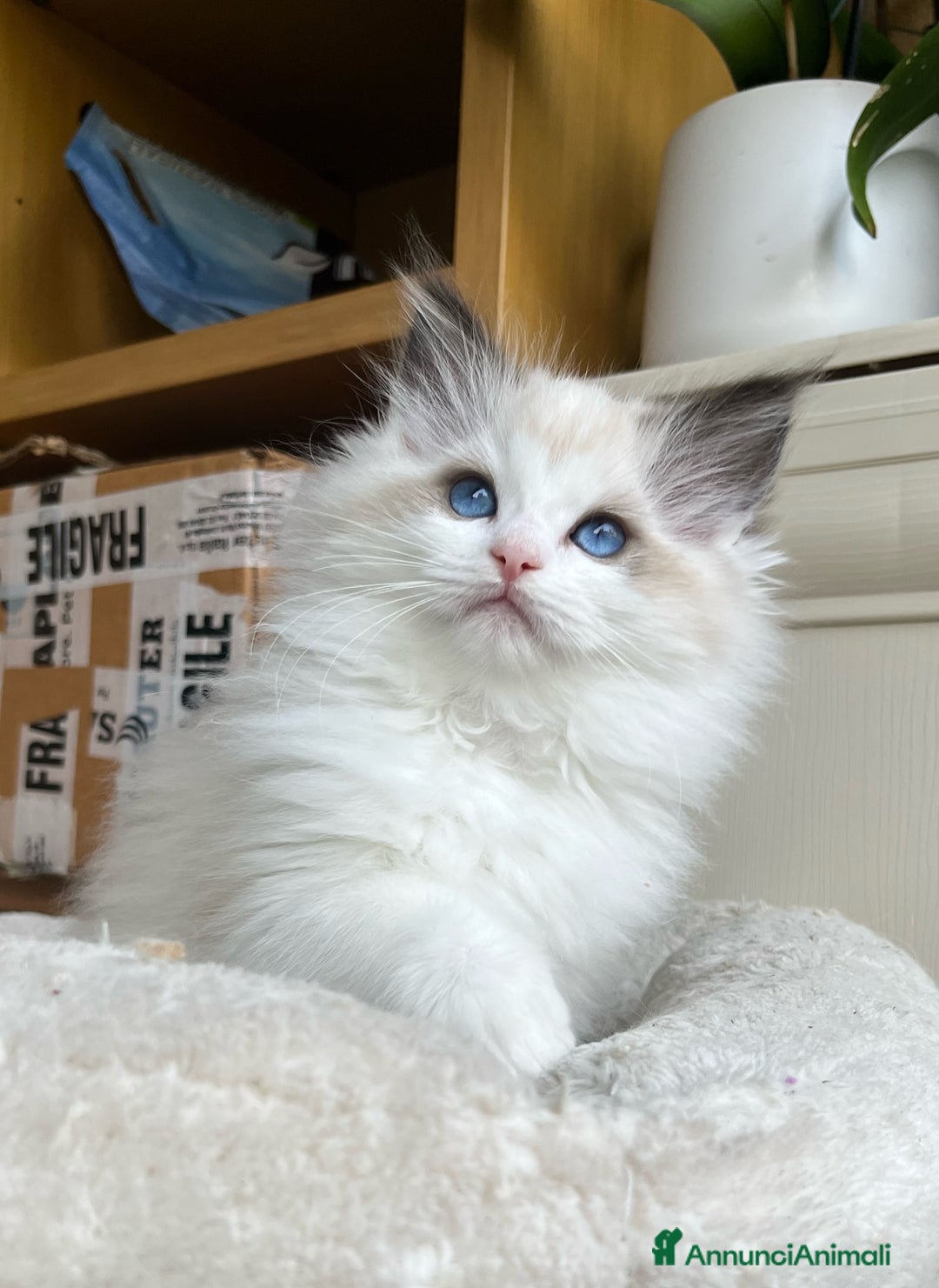 Ragdoll gatti in vendita: Splendida cucciola Choco bicolour - Annuncio 1