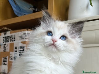 Ragdoll gatti Splendida cucciola Choco bicolour - Annuncio 22