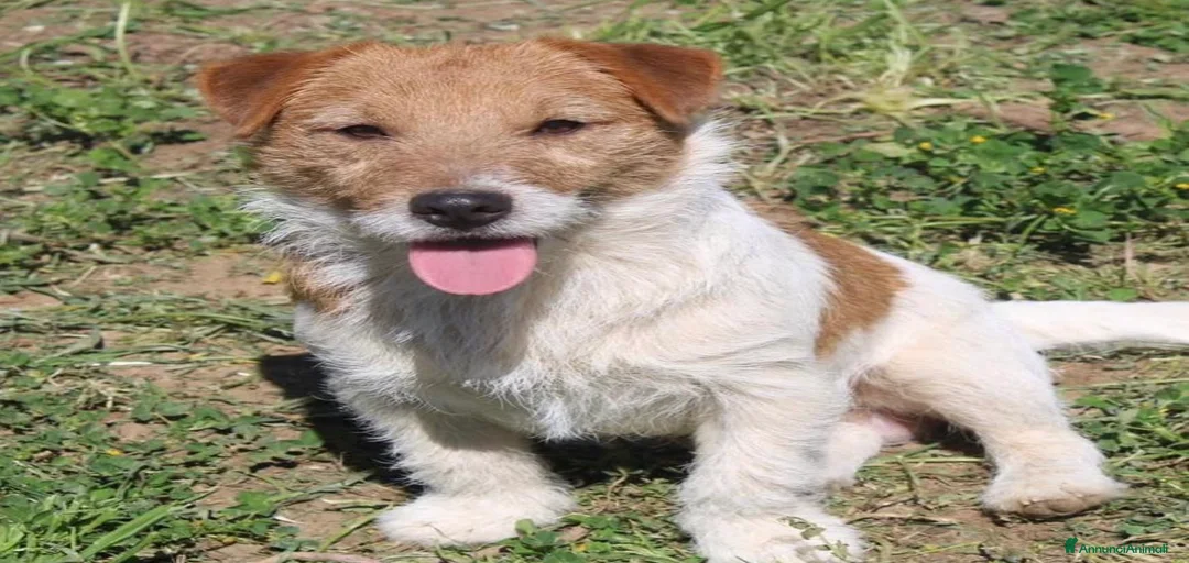 Immagine della galleria {{count}}