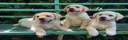 Labrador cani in vendita: Labrador retriever - Annuncio 2