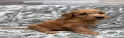 Golden Retriever cani in vendita: Goldendoodle miniature - Annuncio 2