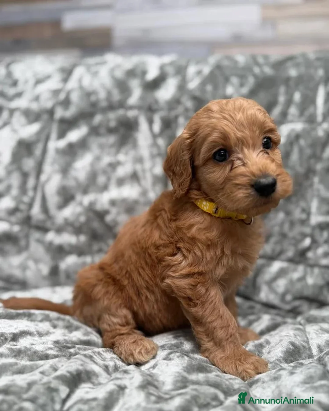Golden Retriever cani in vendita: Goldendoodle miniature - Annuncio 2