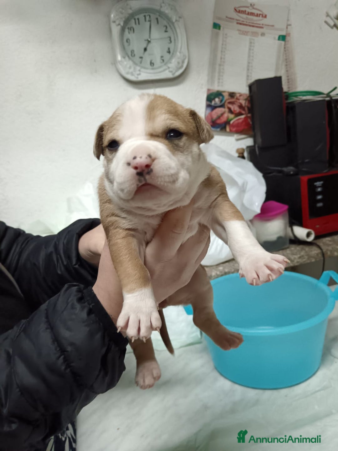 American Staffordshire cani in vendita: America Staffordshire terrier - Annuncio 11