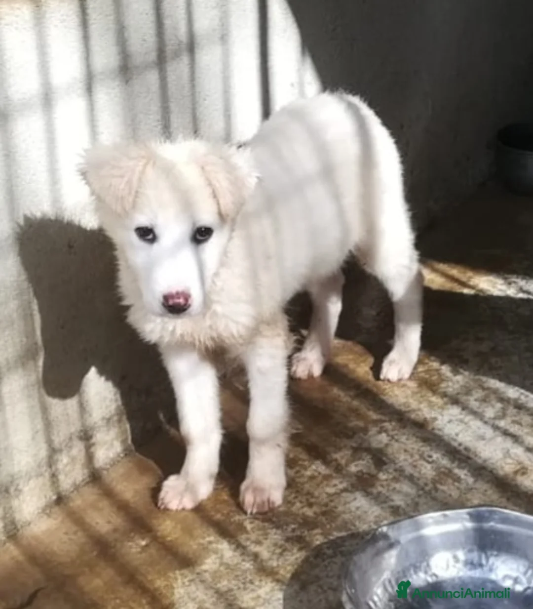 Meticcio cani in regalo: UNA MAMMA PER CARAMELLO - Annuncio 6