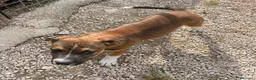 Pitbull cani in regalo: MI ADOTTI? a Città metropolitana di Roma Capitale - Annuncio 4