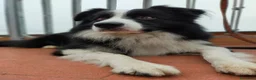 Border Collie cani per accoppiamento: Border Collie disponibile x accoppiamento - Annuncio 2