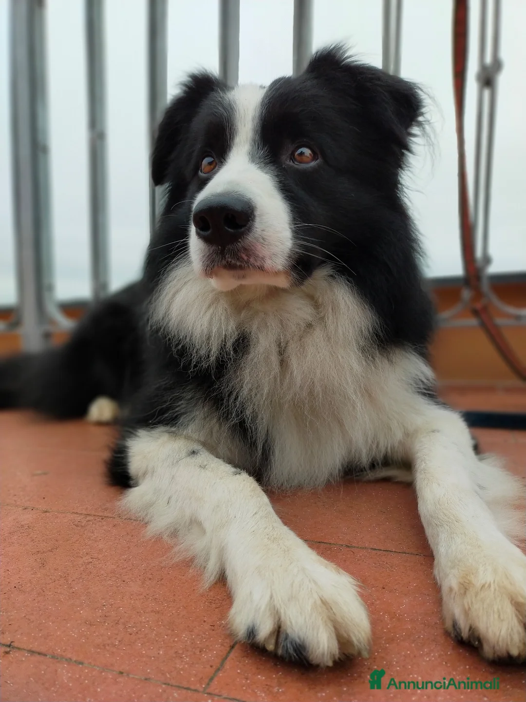 Border Collie cani per accoppiamento: Border Collie disponibile x accoppiamento - Annuncio 2