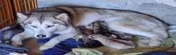 Husky cani in vendita: Cuccioli husky siberiano  - Annuncio 3