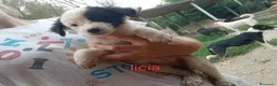 Meticcio cani in regalo: Cuccioli di taglia media piccola  - Annuncio 3