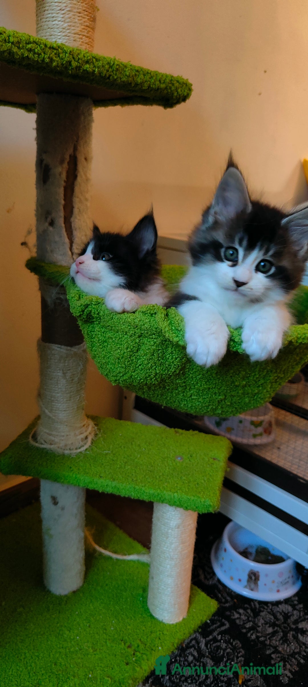 Maine Coon gatti in vendita: piccoli giganti Cattery - Annuncio 10