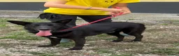Meticcio cani in regalo: Alex  - Annuncio 3