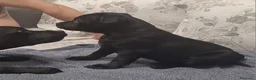 Staffordshire cani in vendita: Staffordshire bull terrier  - Annuncio 3