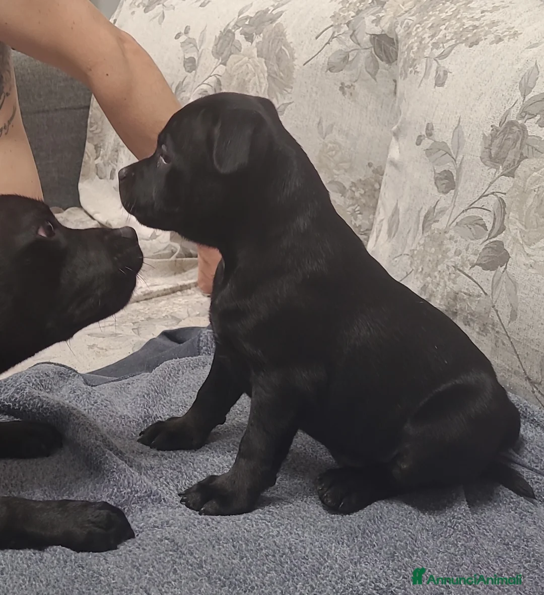 Staffordshire cani in vendita: Staffordshire bull terrier  - Annuncio 3