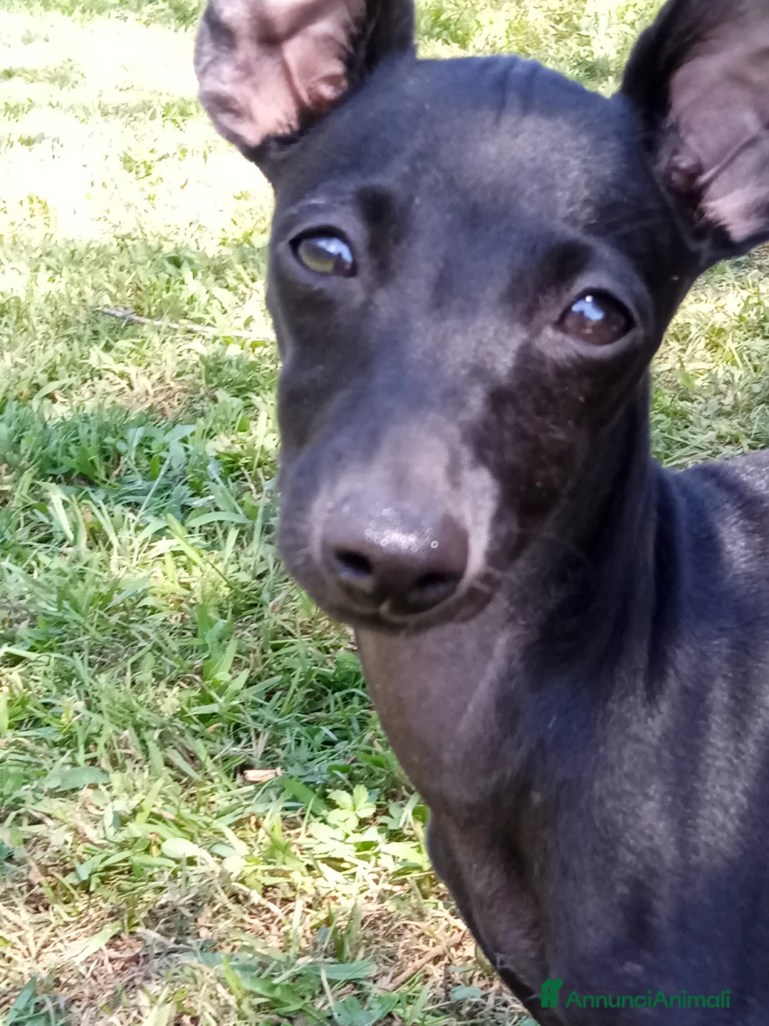 Levriero cani in vendita: Cuccioli di Piccolo Levriero Italiano - Annuncio 10