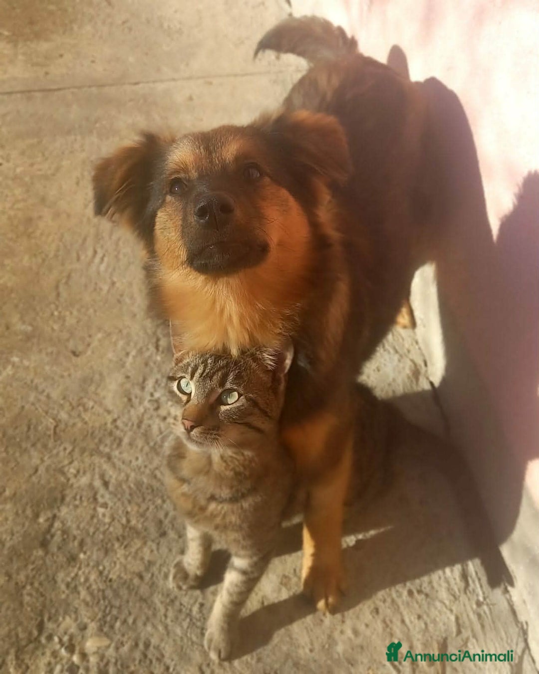 Meticcio cani in regalo: SOPHIE, bellissima cucciola senza famiglia! - Annuncio 4