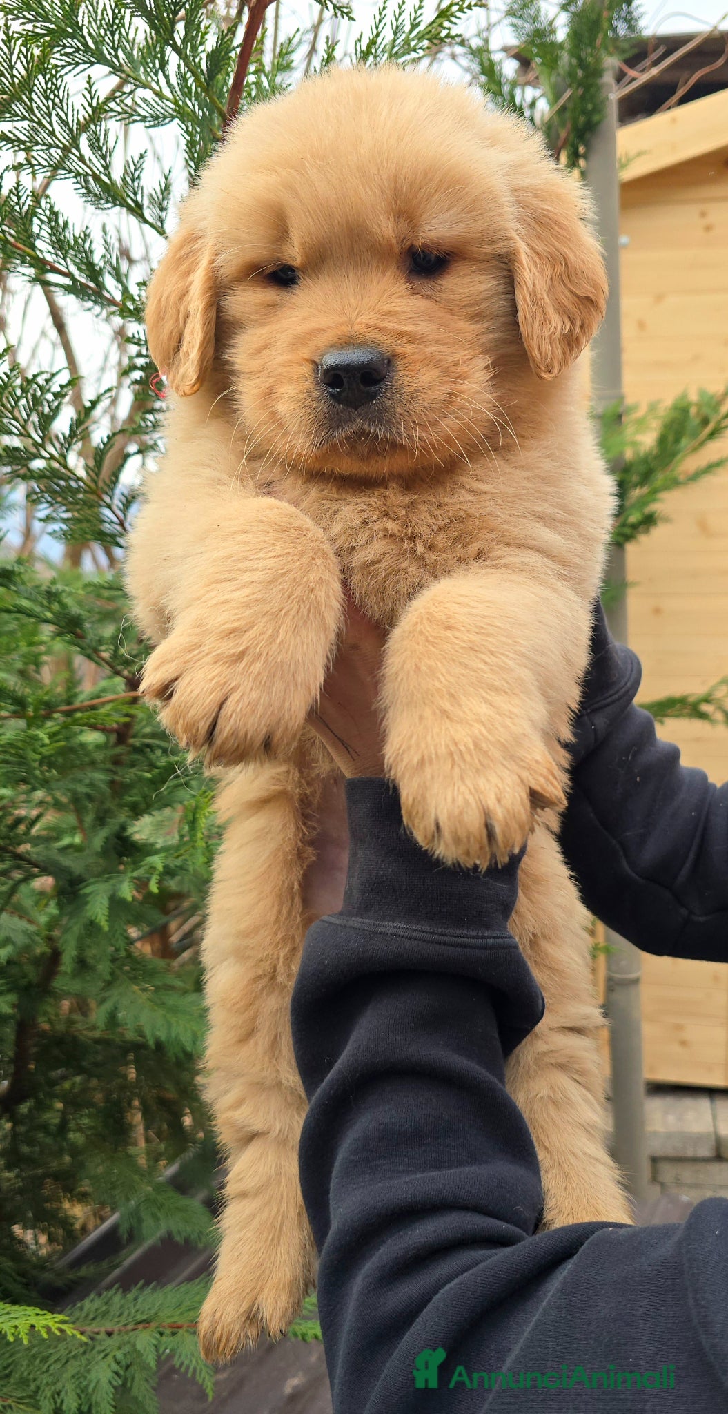 Golden Retriever cani Cuccioli Golden retriever americano 100% - Annuncio 1