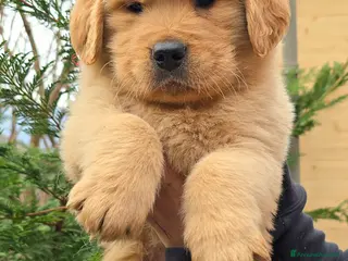 Golden Retriever cani Cuccioli Golden retriever americano 100% - Annuncio 6