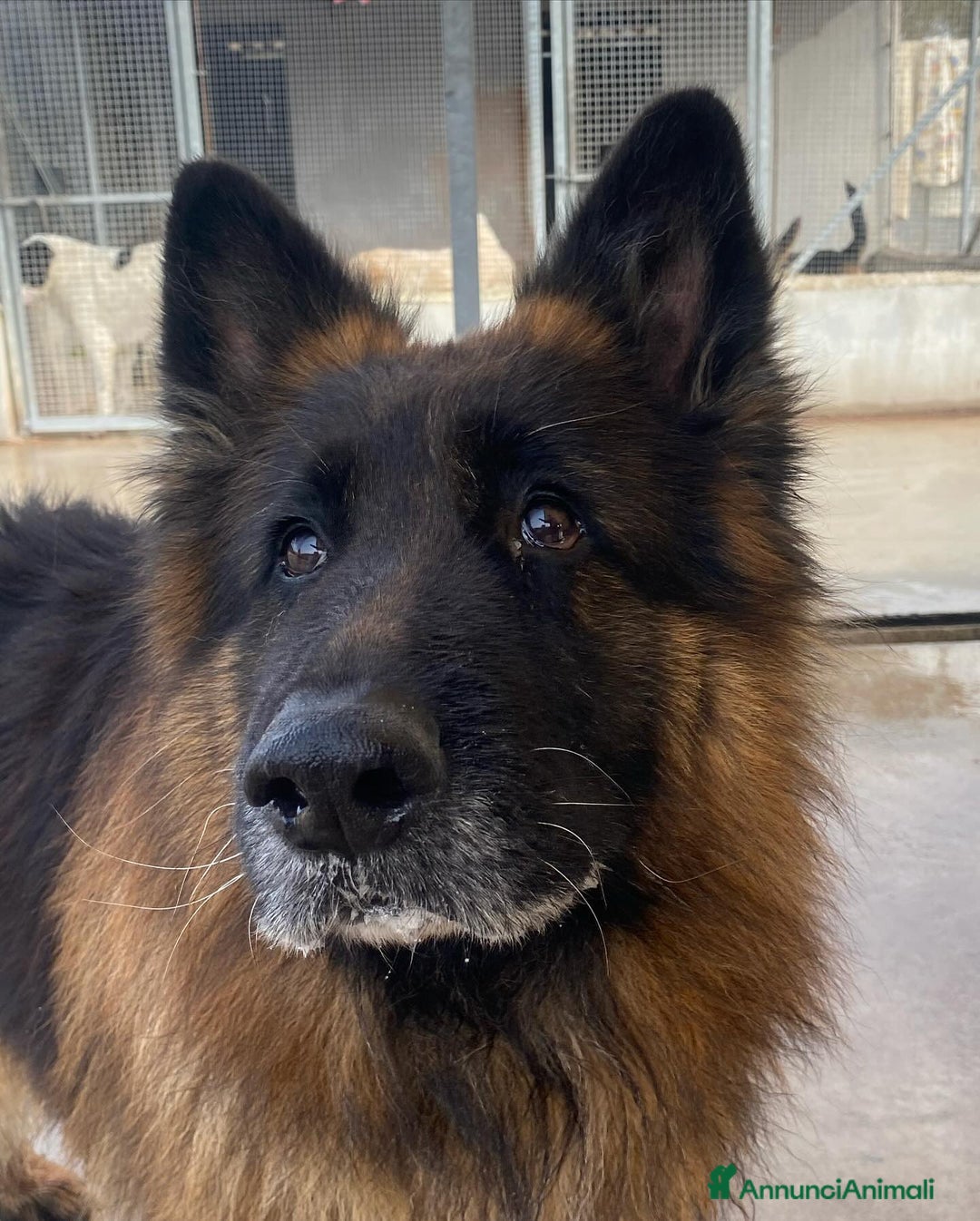 Pastore Tedesco cani in regalo: HULK meraviglioso PASTORE TEDESCO cerca adozione - Annuncio 7