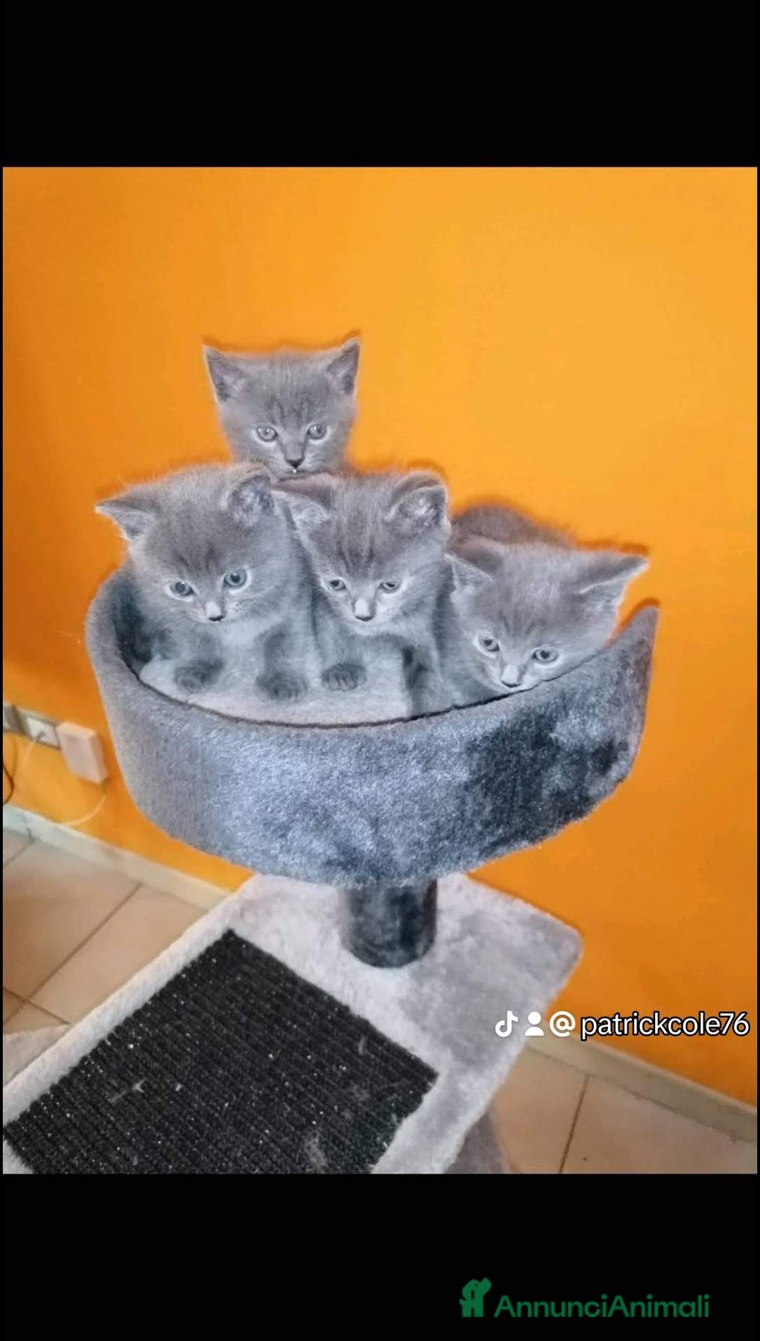 Certosino gatti per accoppiamento: GATTO CERTOSINO X MONTA - Annuncio 4