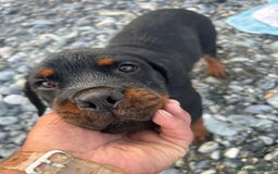 Rottweiler cani in vendita: Rottweiler  - Annuncio 4