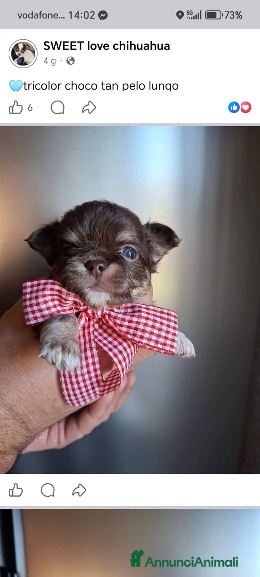 Chihuahua cani in vendita: Chihuahua pelo lungo  - Annuncio 5