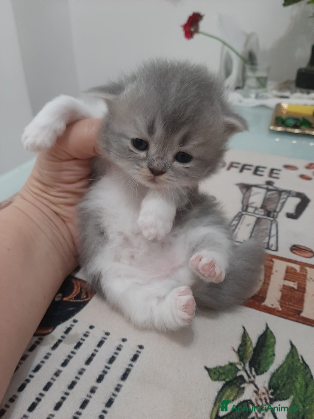 Persiano gatti in vendita: Gattini persiano bicolore a Città metropolitana di Messina - Immagine 23