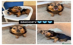 Meticcio cani in regalo: Snoopy, 10 anni a Provincia di Bergamo - Immagine 1