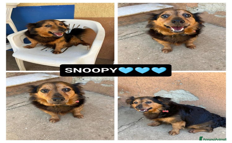 Meticcio cani a Provincia di Bergamo - Annuncio 10