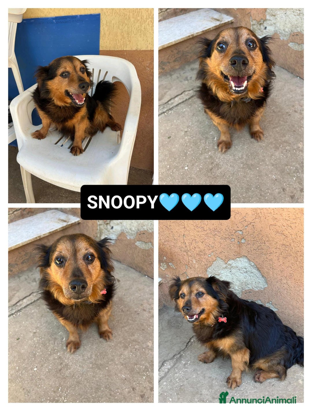 Meticcio cani in regalo: Snoopy, 10 anni a Provincia di Bergamo - Immagine 1