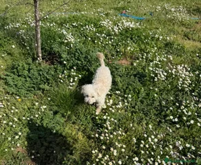 Lia