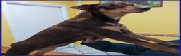 Meticcio cani in regalo: MOU tenerissima piccoletta - Annuncio 7