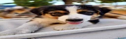 Australian Shepherd cani in vendita: cuccioli di pastore Australiano con pedigree ENCI - Annuncio 6