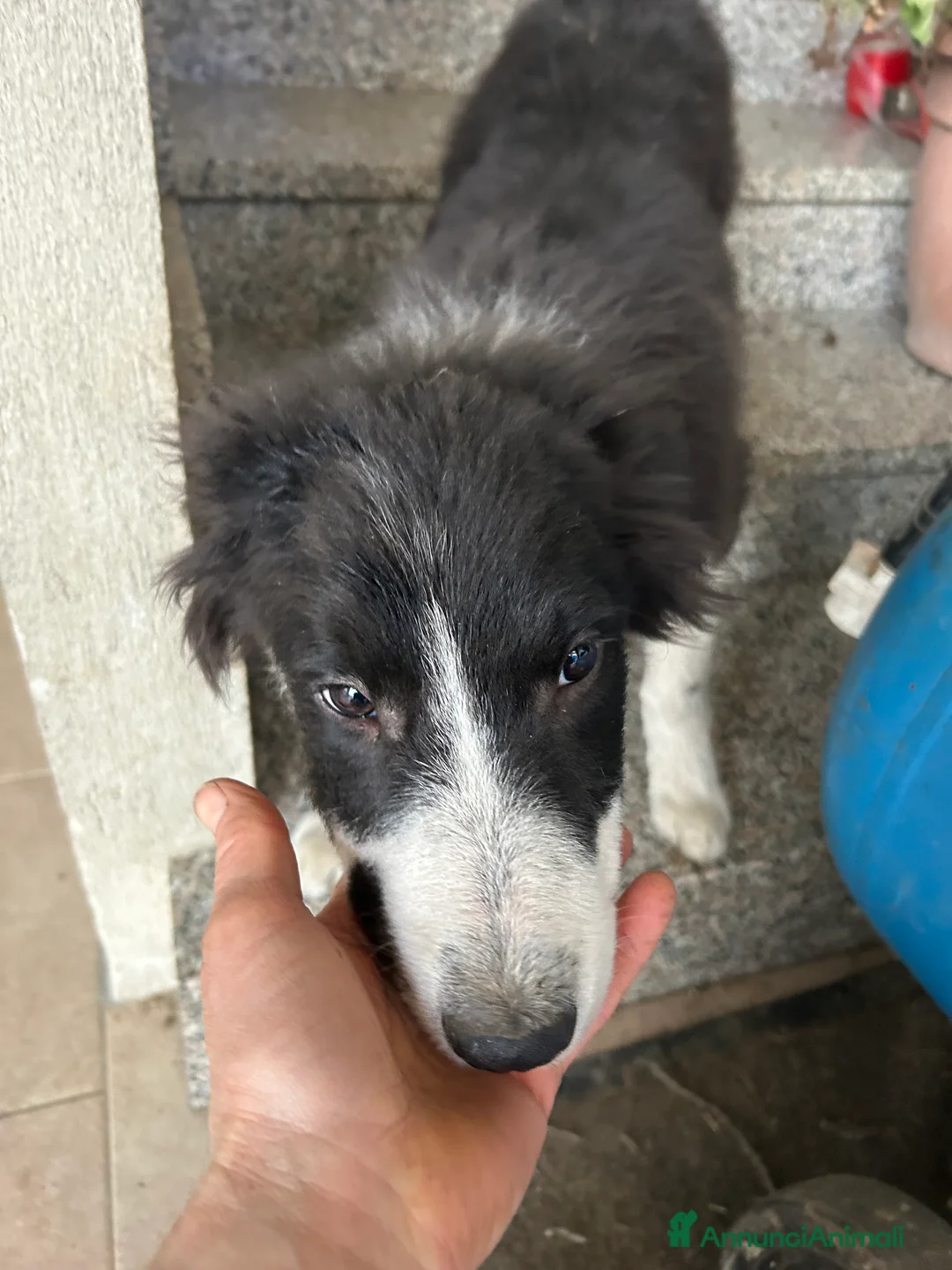 Border Collie cani in vendita: Border collie - Annuncio 2