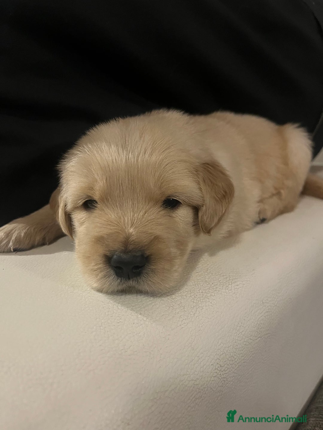 Golden Retriever cani in vendita: Cucciolo di Golden retriver anglo americani  - Annuncio 3