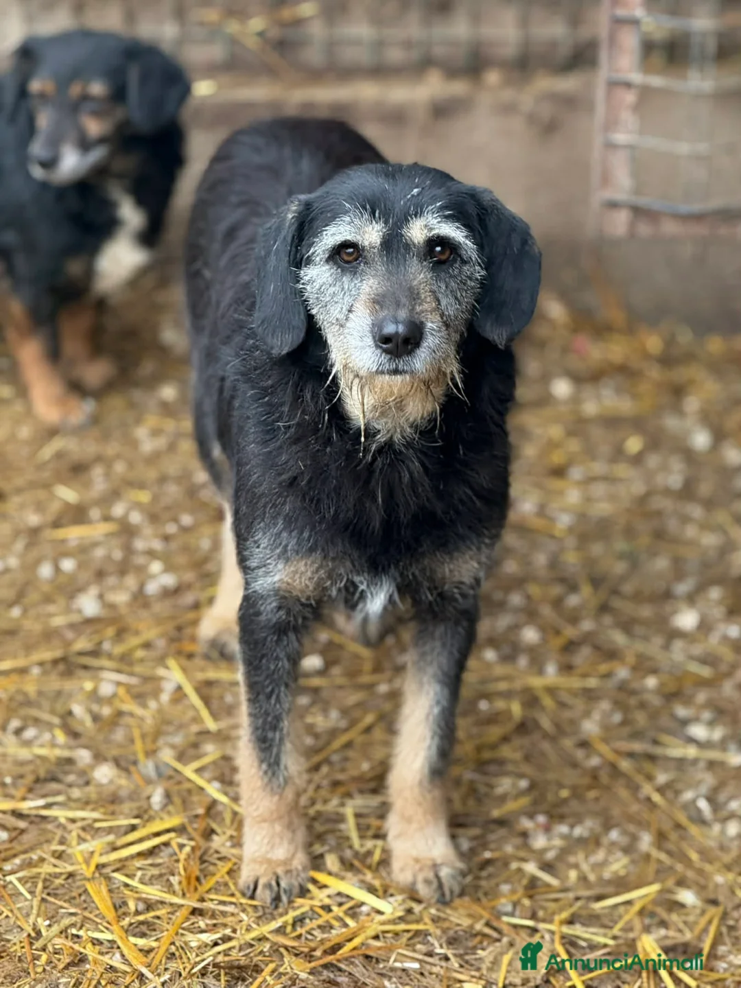 Meticcio cani in regalo: THAIS, baffona DOLCISSIMA cerca famiglia! - Annuncio 4