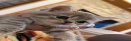 Scottish gatti in vendita: Gattini scottish - Annuncio 7