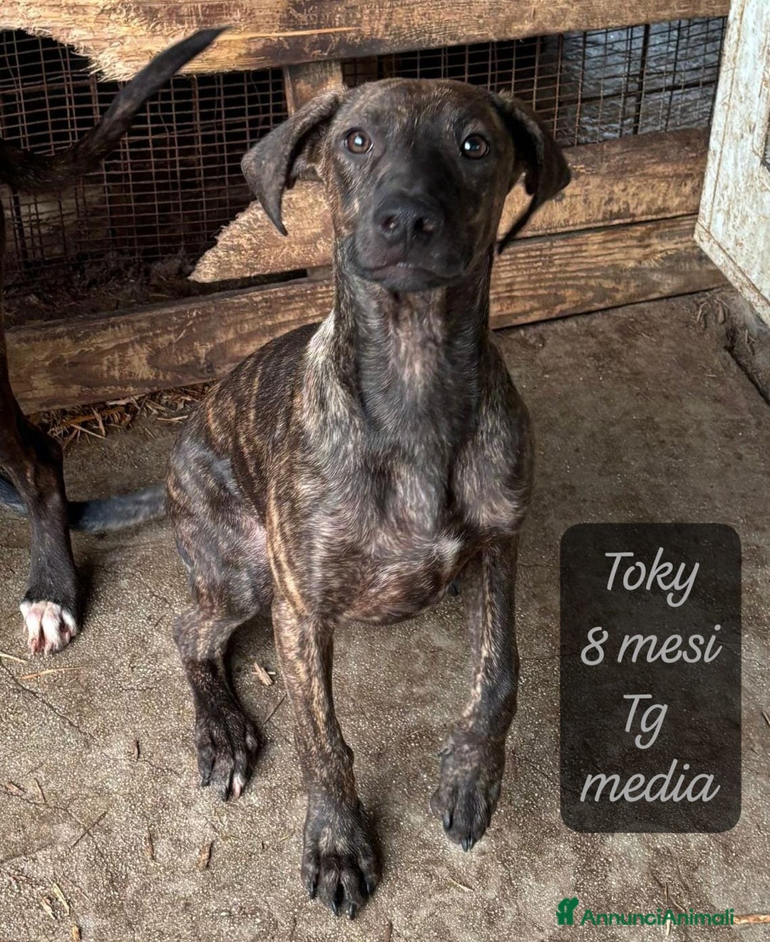 Meticcio cani in regalo: Adotta un cucciolo senza casa  - Annuncio 10