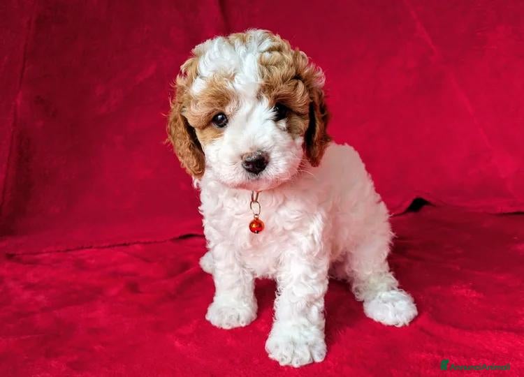 Cavapoo cani Splendidi cuccioli di Cavapoo F1B - Annuncio 1