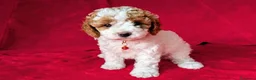 Cavapoo cani in vendita: Splendidi cuccioli di Cavapoo F1B a Città metropolitana di Milano - Annuncio 1