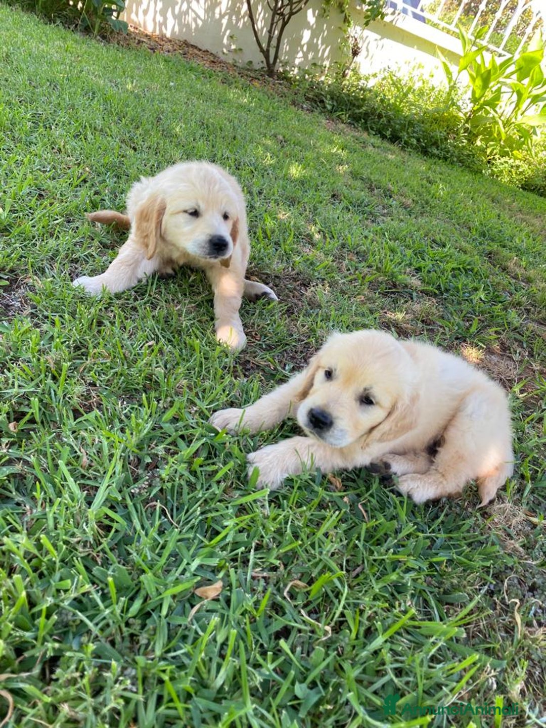 Golden Retriever cani in vendita: Cuccioli di Golden Retriever PRENOTAZIONE - Annuncio 4